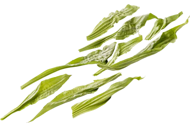 Weegbree 20gr. stuk