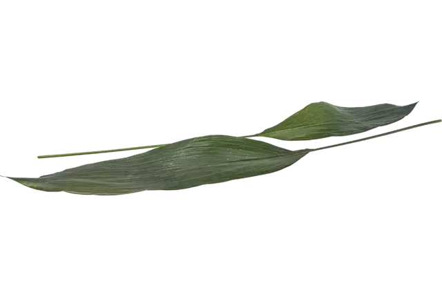 Feuille d'aspidistra 10pc pièce