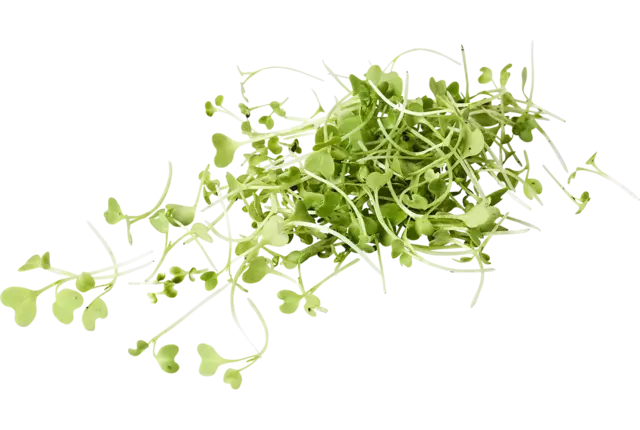 Cresson de moutard 20g pièce
