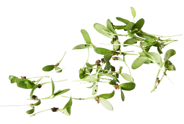 Fenegriek cress +-- 100 st stuk