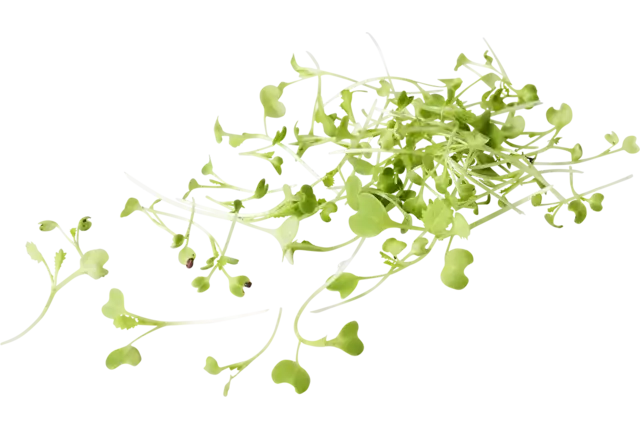 Radijs cress 20gr stuk