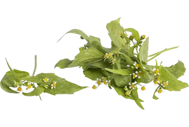 Galinsoga 15g pièce