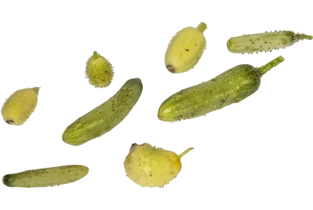 Micro cucumber 10pc piece