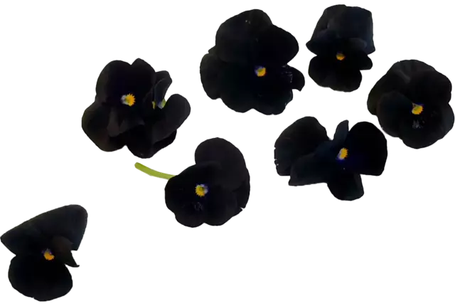 Eetbare bloem Viooltjes zwart 22st. stuk