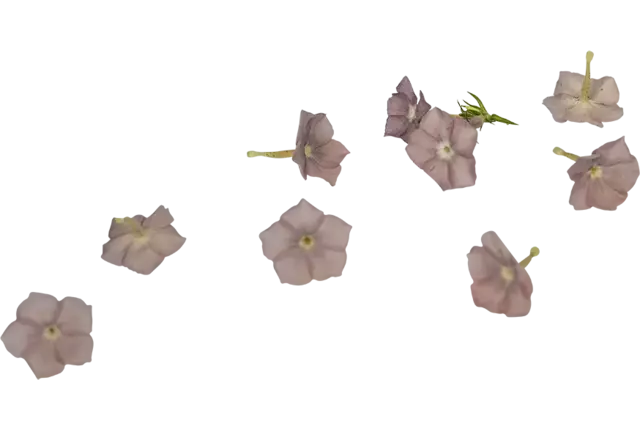Eetbare bloem Flox mix 35st.