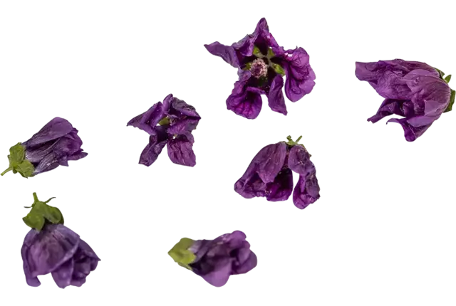 Fleur comestible Mauve musquée 15pc pièce