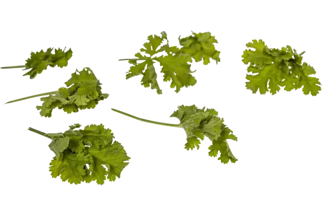 Feuilles de géranium Noisette 25g pièce