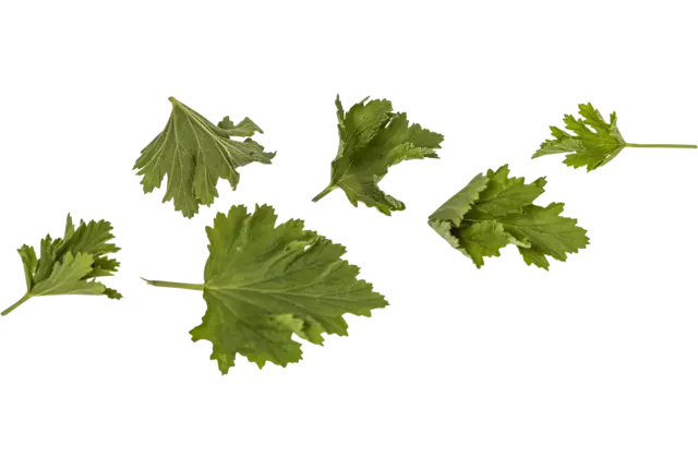 Geranium blaadjes limoen 40st. stuk