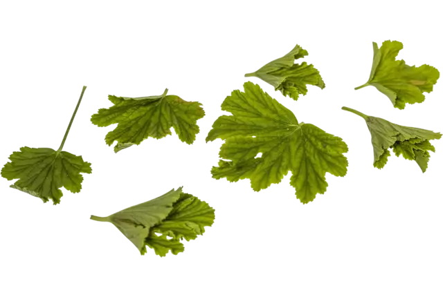 Geranium blaadjes sinaasappel 40st. stuk