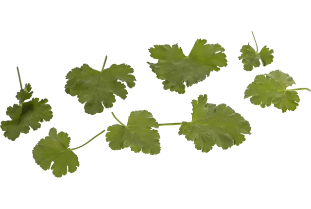 Geranium blaadjes appel 40st.