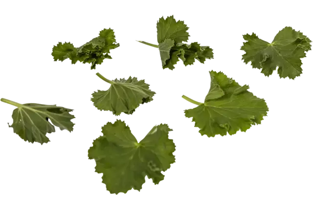 Geranium blaadjes cola 40st.