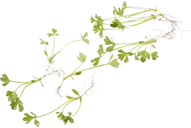 Pousse de céleri avec racine 15g pièce