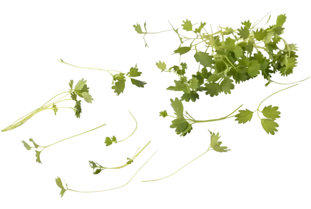 Pousse de pimpernel 20g pièce