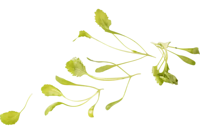 Cresson du jardin grande feuille 30g pièce
