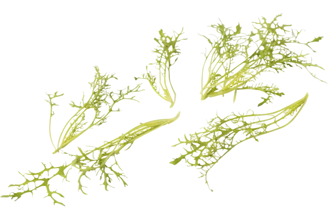 Mosterd frilly groen 20gr. stuk