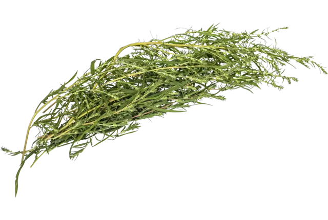 Piment d'eau 25g pièce