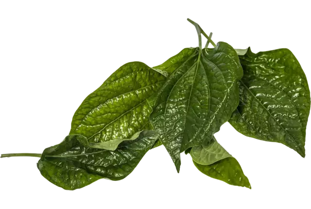 Betelpeper blad 25gr.