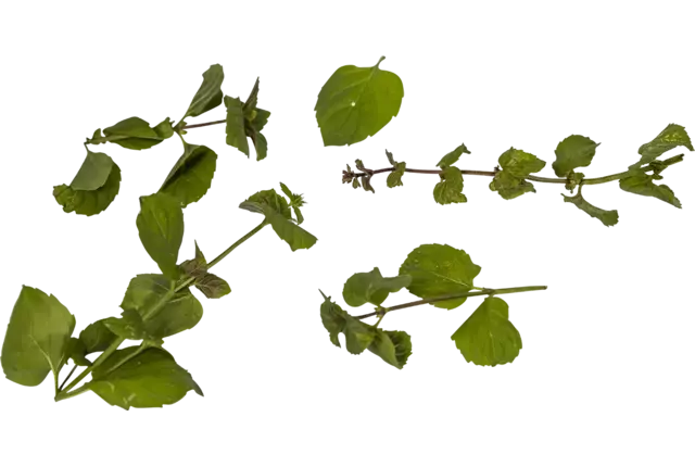 Sinaasappelmunt 20gr. stuk