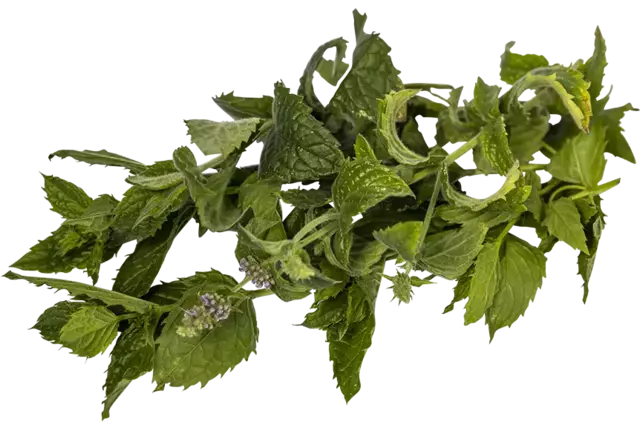 Watermunt 15gr