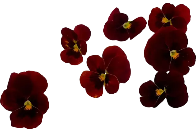 Eetbare bloem viooltjes rood 22st stuk