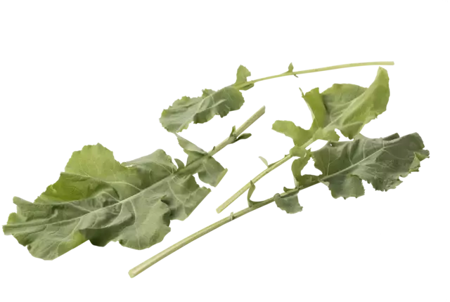 Chou fourrager vert 250g pièce