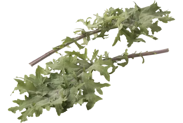 Mergkool paars verpakt 250gr