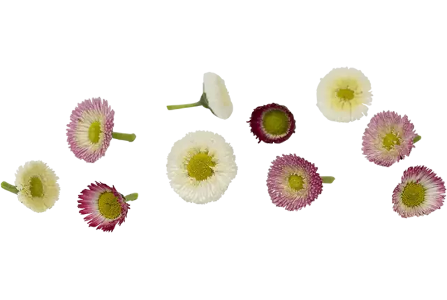 Eetbare bloemen Bellis 25st