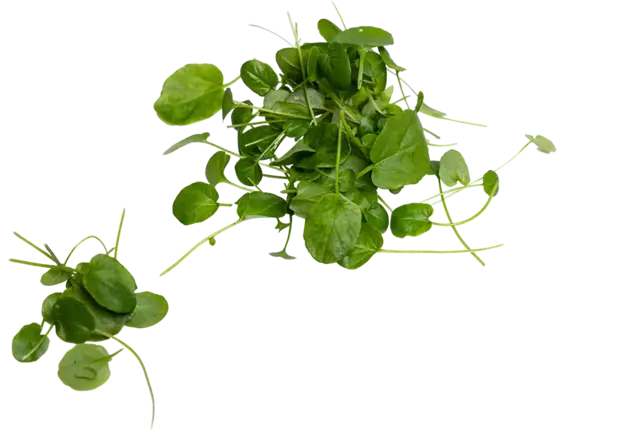 Barberakruid cress 35st.