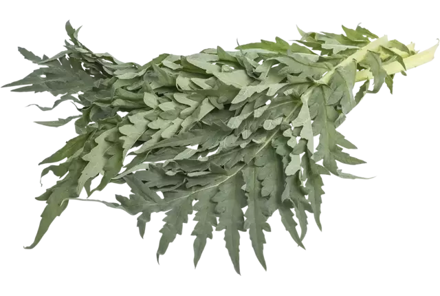 Kardoen verpakt 1kg