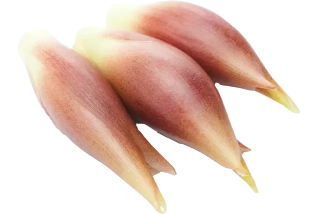 Japanse gemberbloemknop Myoga 50gr