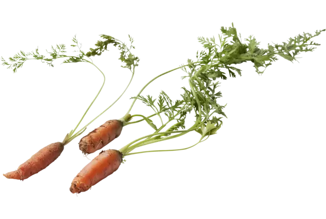 Micro carotte orange 10pc pièce