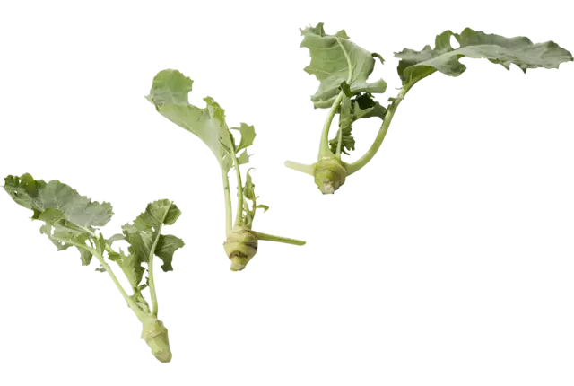 Micro white kohlrabi 10 pcs piece