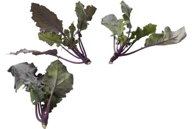 Micro koolrabi paars 10st. stuk