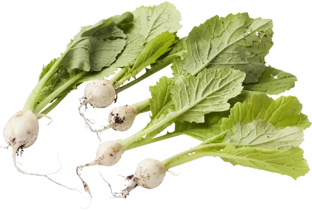 Micro turnip white 10 pcs piece