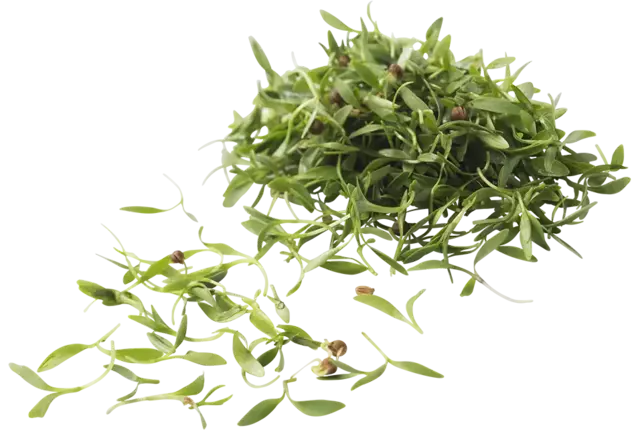 Micro coriandre 15g pièce