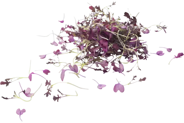 Micro red mustard piece