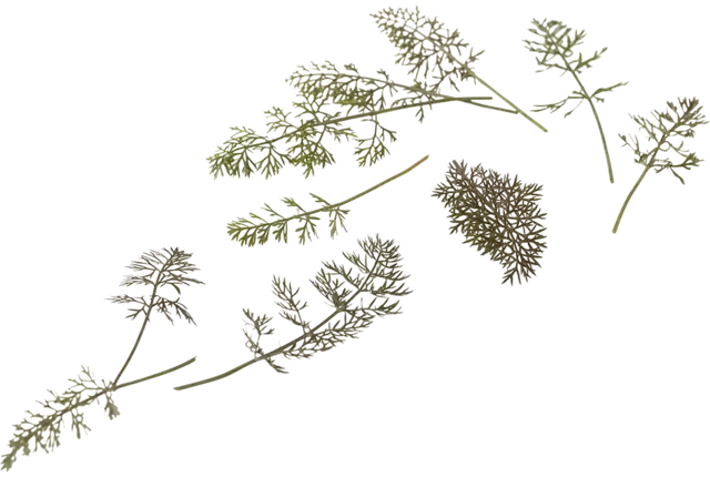 Micro bronze fennel piece