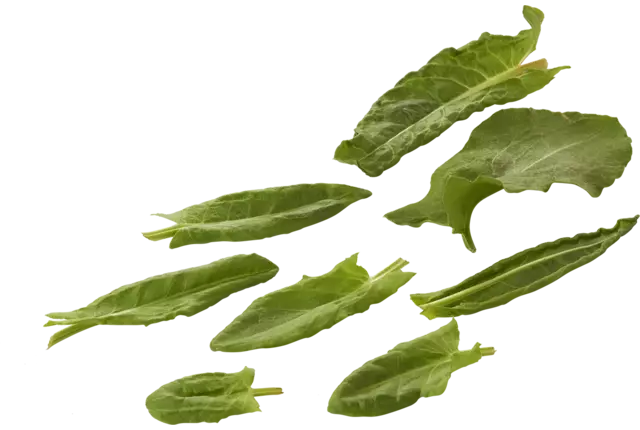 Micro épinards oseille 25g pièce