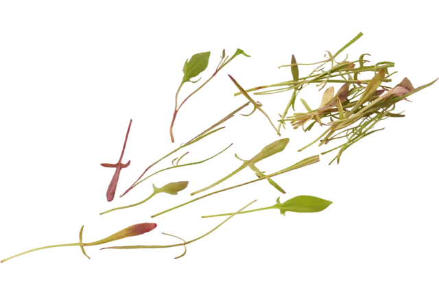 Micro field sorrel 30gr piece