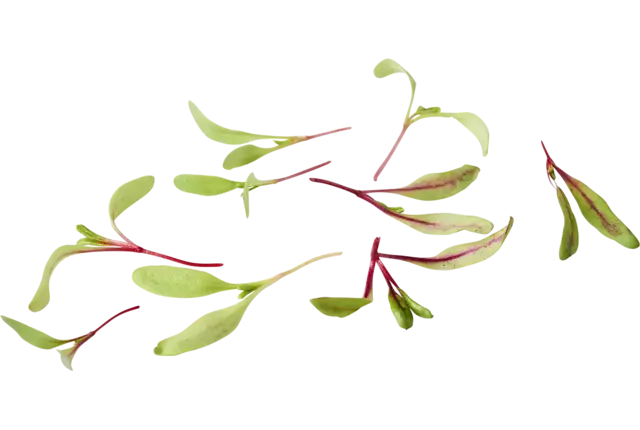 Micro feuille de betterave 20g pièce