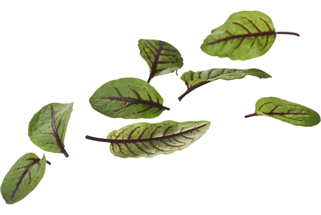 Micro oseille de sang 10g pièce