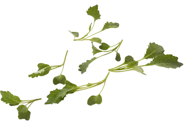 Micro marrow cabbage 10 pcs piece