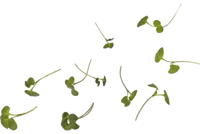 Micro mosterdkruid 20gr stuk