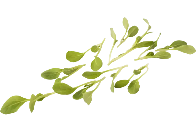 Micro bok choy vert 30pc pièce