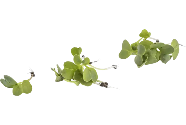 Micro glacons 15pc pièce