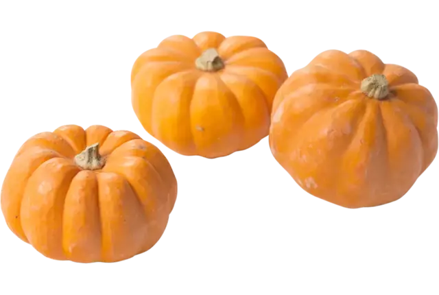 Mini muskaat pompoen maat 18 stuk