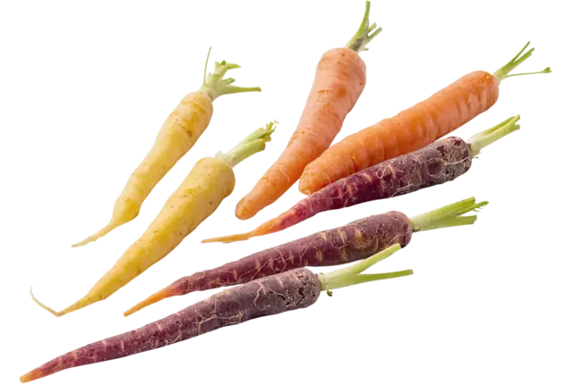 Mini bospeen rainbow (3 kleuren) 200gr stuk