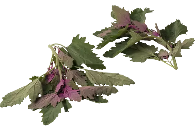 Épinards d'arbre 150g pièce