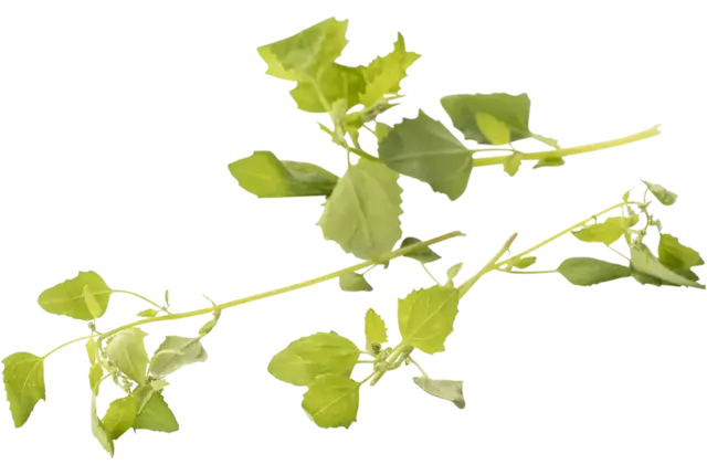 Groene melde 30gr stuk