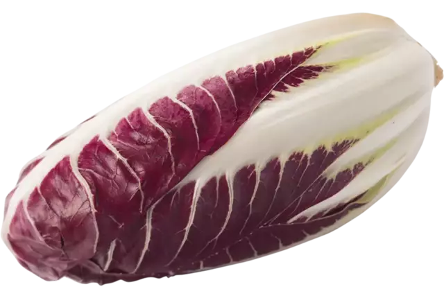 Treviso Precoce stuk